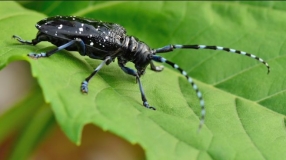 林业防治新里程！ 高科新农20公斤M45湖北抗击天牛告捷